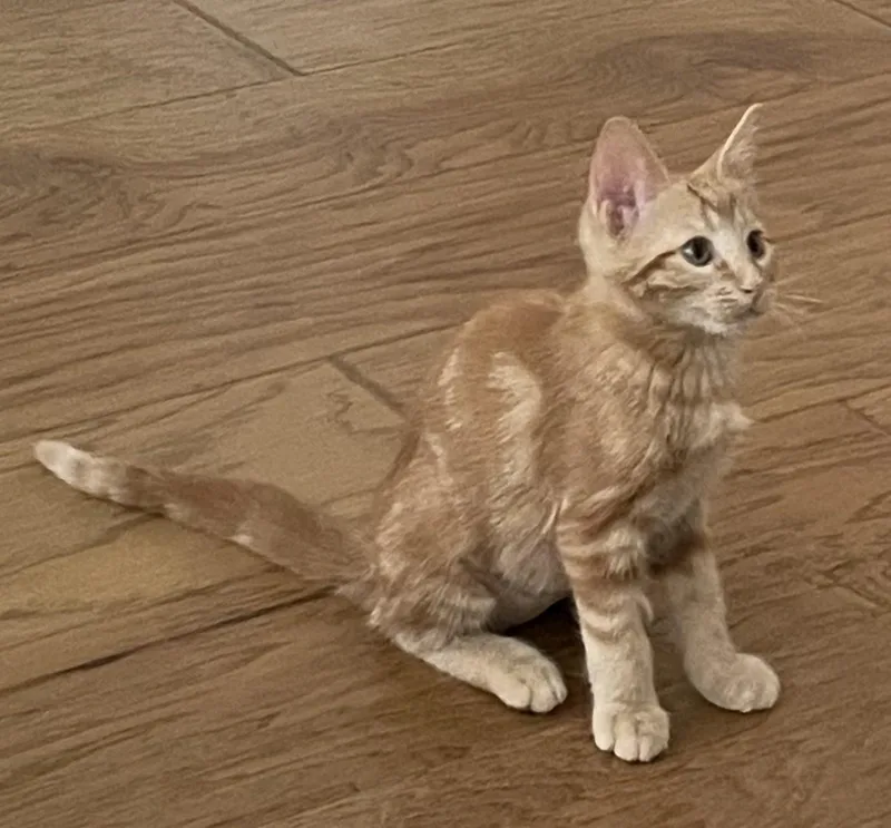Rusty A Rare Ginger