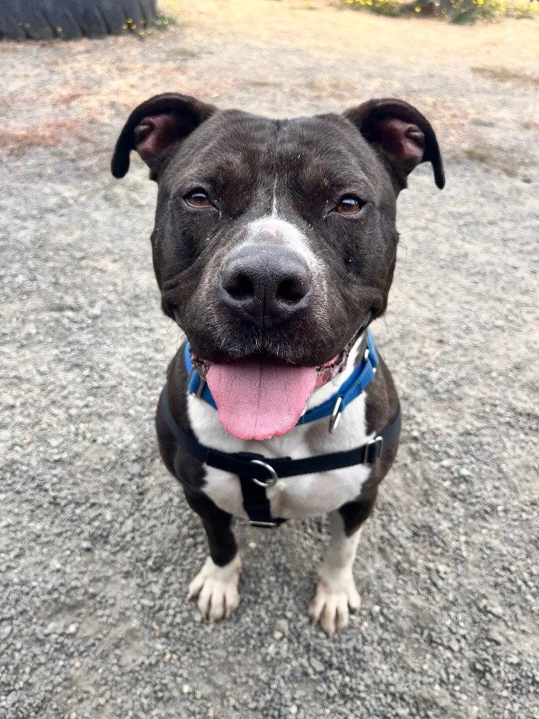 An adult medium-sized male Pit Bull Terrier dog named Lincoln for adoption in St. Helens, OR