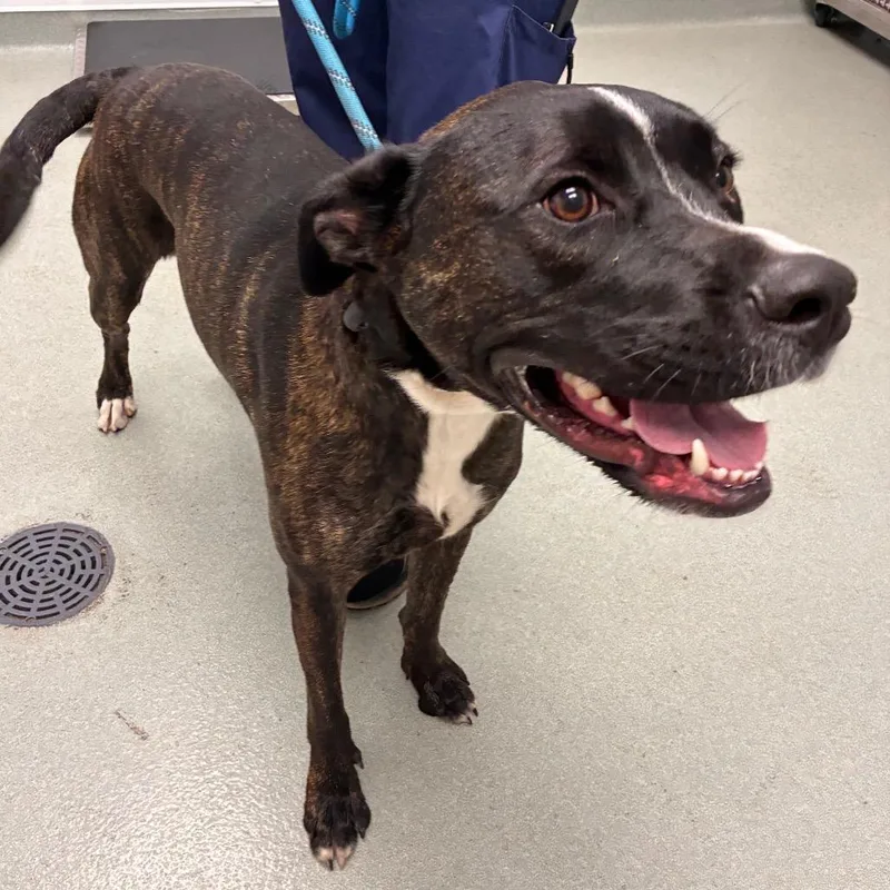 An adult large-sized female Brindle Pit Bull Terrier dog named Susie Lou for adoption in Abilene, TX