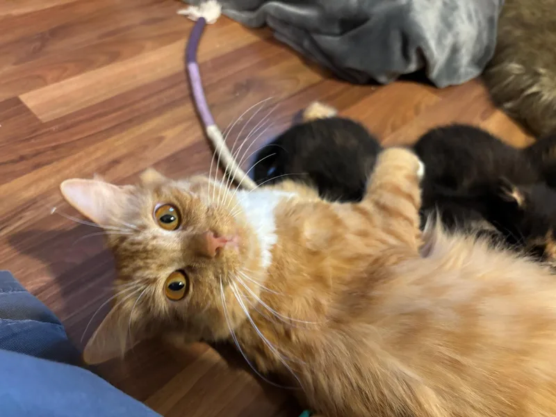 An adult medium-sized female Domestic Medium Hair cat named Nibby for adoption in Medfield, MA