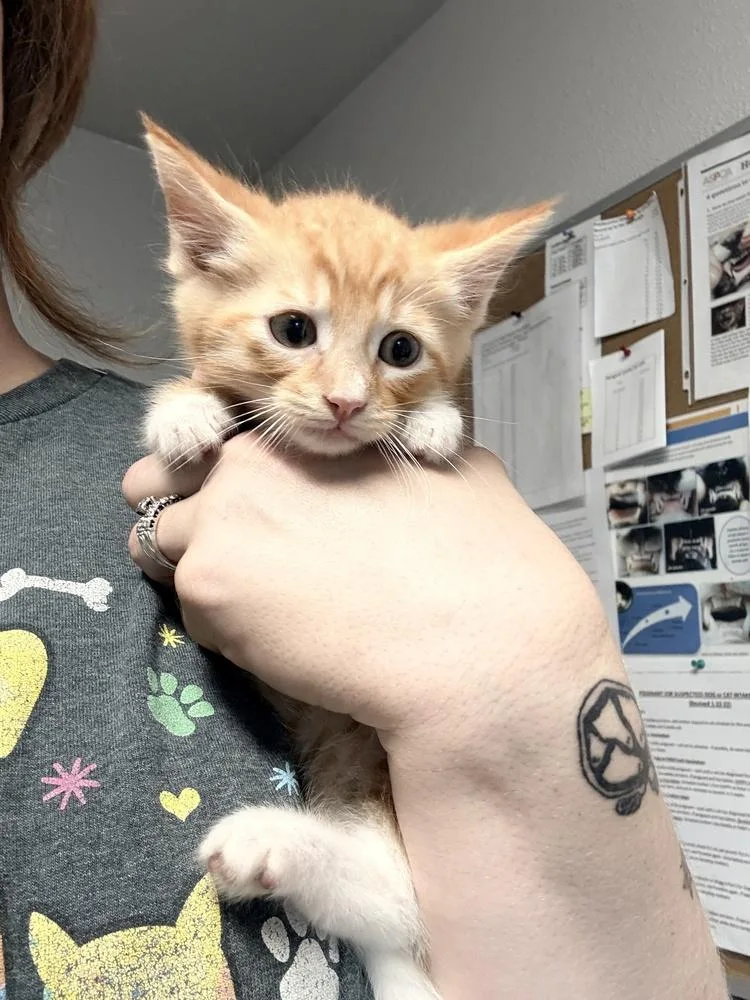A baby small-sized male Domestic Short Hair cat named Tiki for adoption in Bolivar, MO