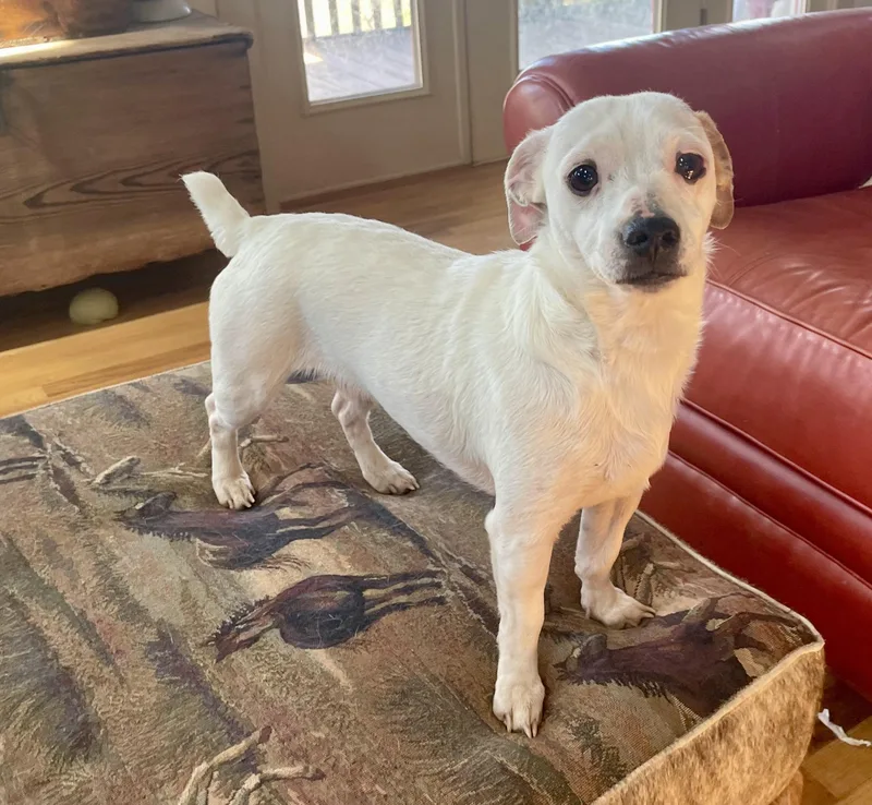 An adult small-sized male White / Cream Chihuahua dog named Bender for adoption in MORAVIAN FALLS, NC