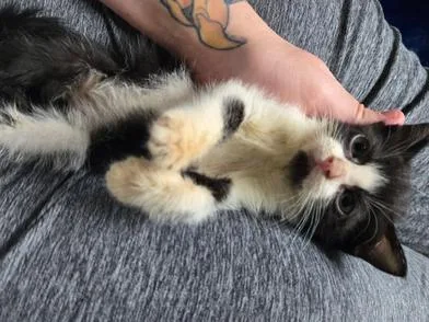 A baby medium-sized male Black & White / Tuxedo Domestic Short Hair cat named Oden for adoption in Liverpool, TX