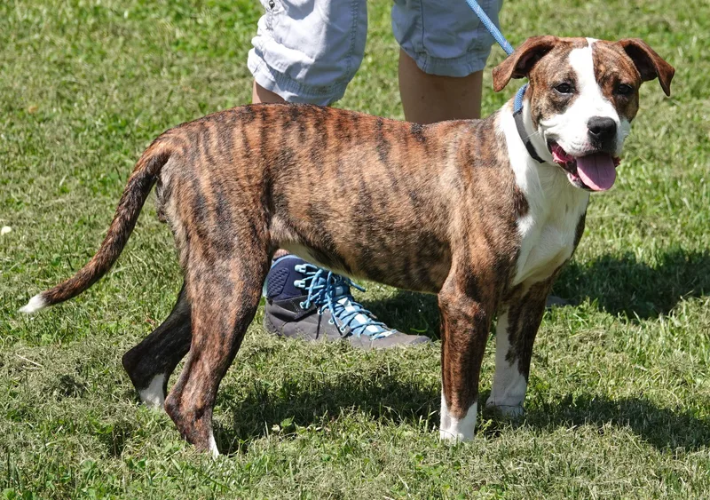 A young medium-sized female Brindle Boxer dog named Willow for adoption in Millfield, OH