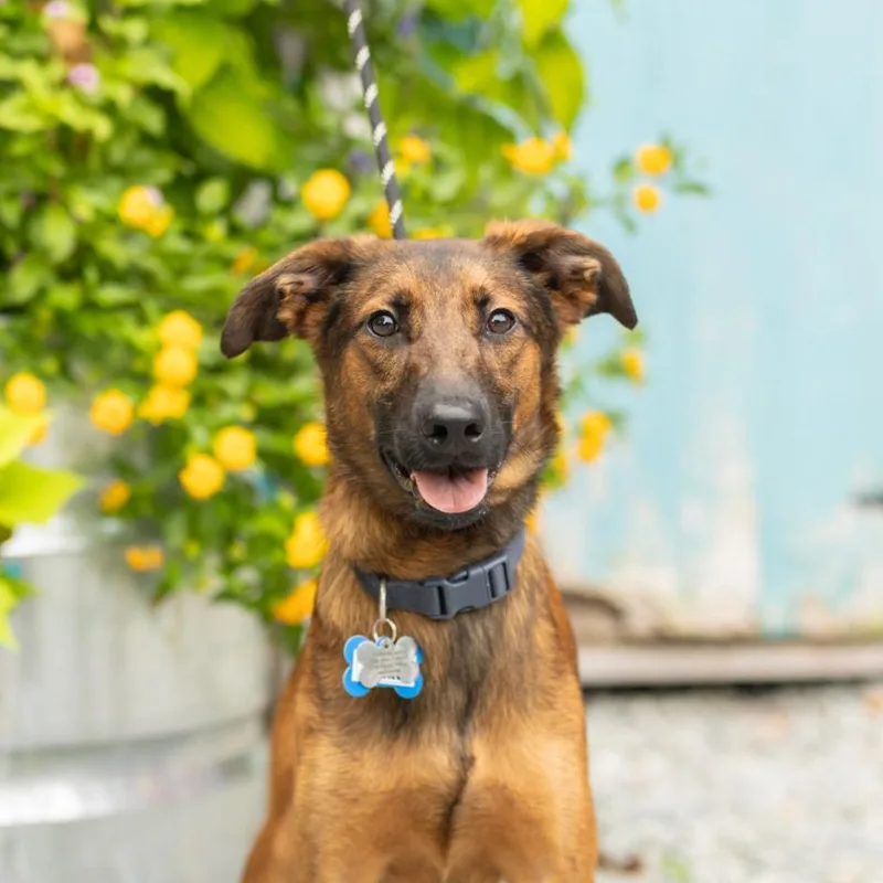 An adult medium-sized male Brown / Chocolate Shepherd dog named Finkle for adoption in Wake Forest, NC