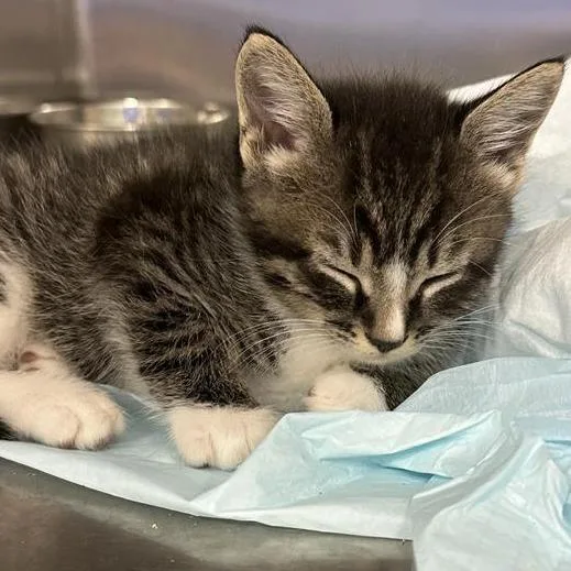 A baby small-sized male Gray / Blue / Silver Domestic Short Hair cat named Rowen for adoption in Greensboro, NC