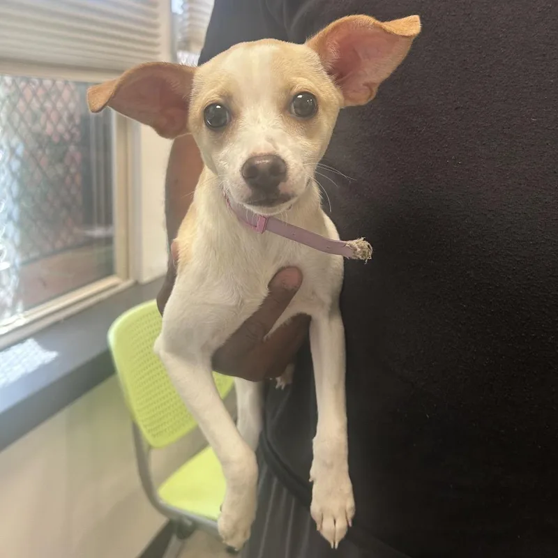 A young small-sized female Yellow / Tan / Blond / Fawn Mixed Breed dog named Chewie for adoption in Philadelphia, PA