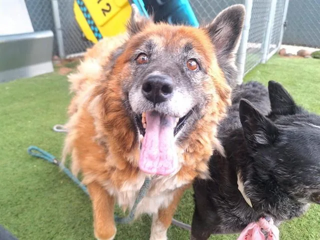 An adult large-sized female German Shepherd Dog dog named Tilda for adoption in Phoenix, AZ