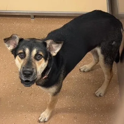 An adult medium-sized female Yellow / Tan / Blond / Fawn Shepherd dog named Brenda Lee for adoption in Allen, TX