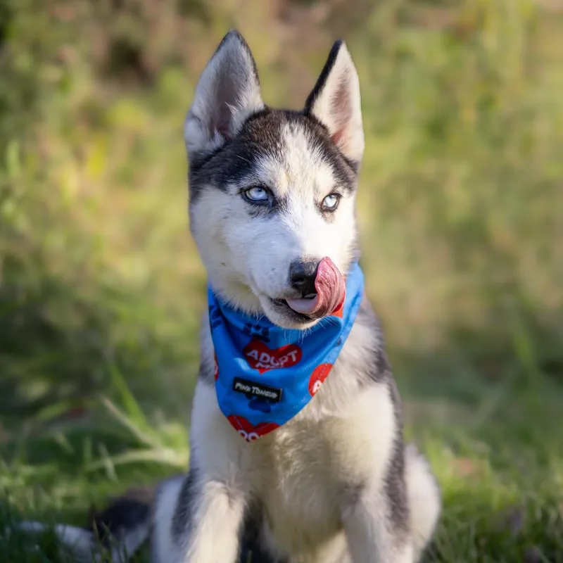 A baby small-sized female Husky dog named Natalie for adoption in Northbrook, IL