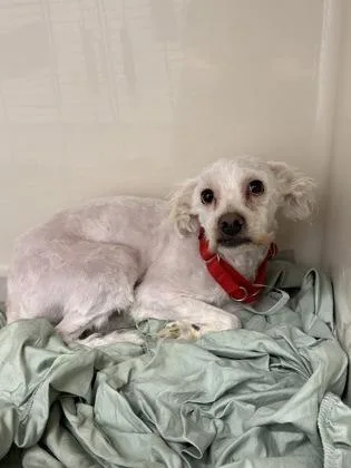 An adult small-sized male Mixed Breed dog named Powder for adoption in West Chester, PA