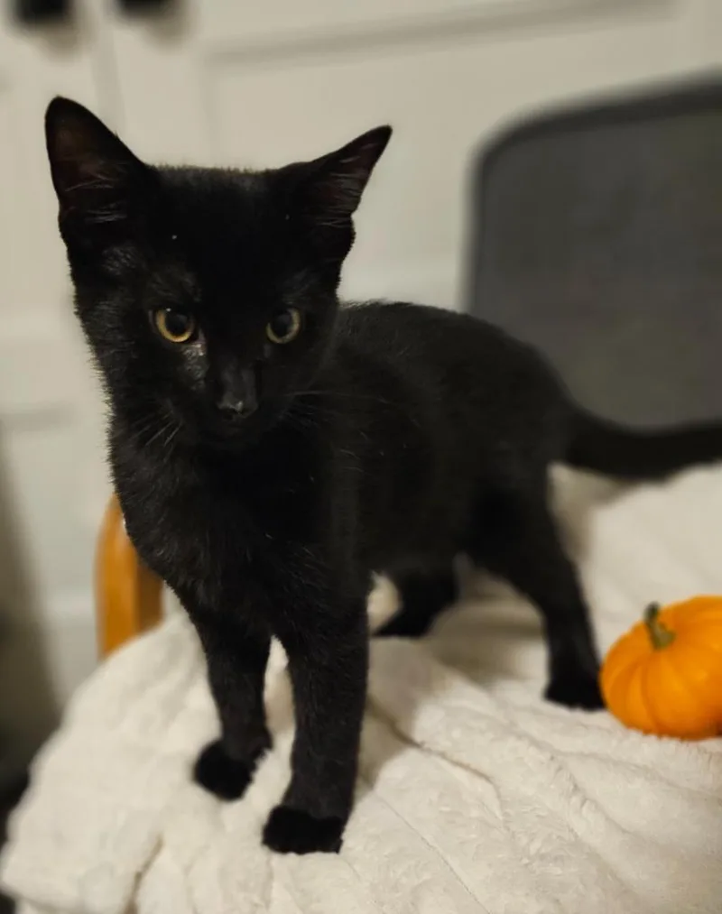 A baby small-sized male Domestic Medium Hair cat named Jasper for adoption in Ogden, UT