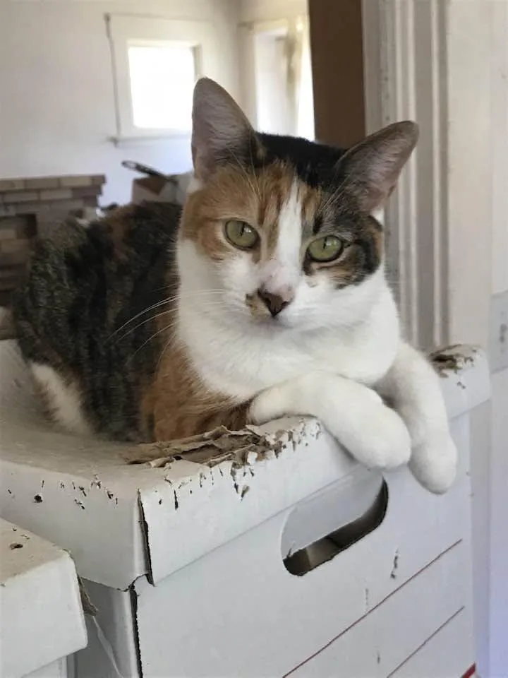 An adult medium-sized female Calico Domestic Short Hair cat named Jade for adoption in Crockett, CA