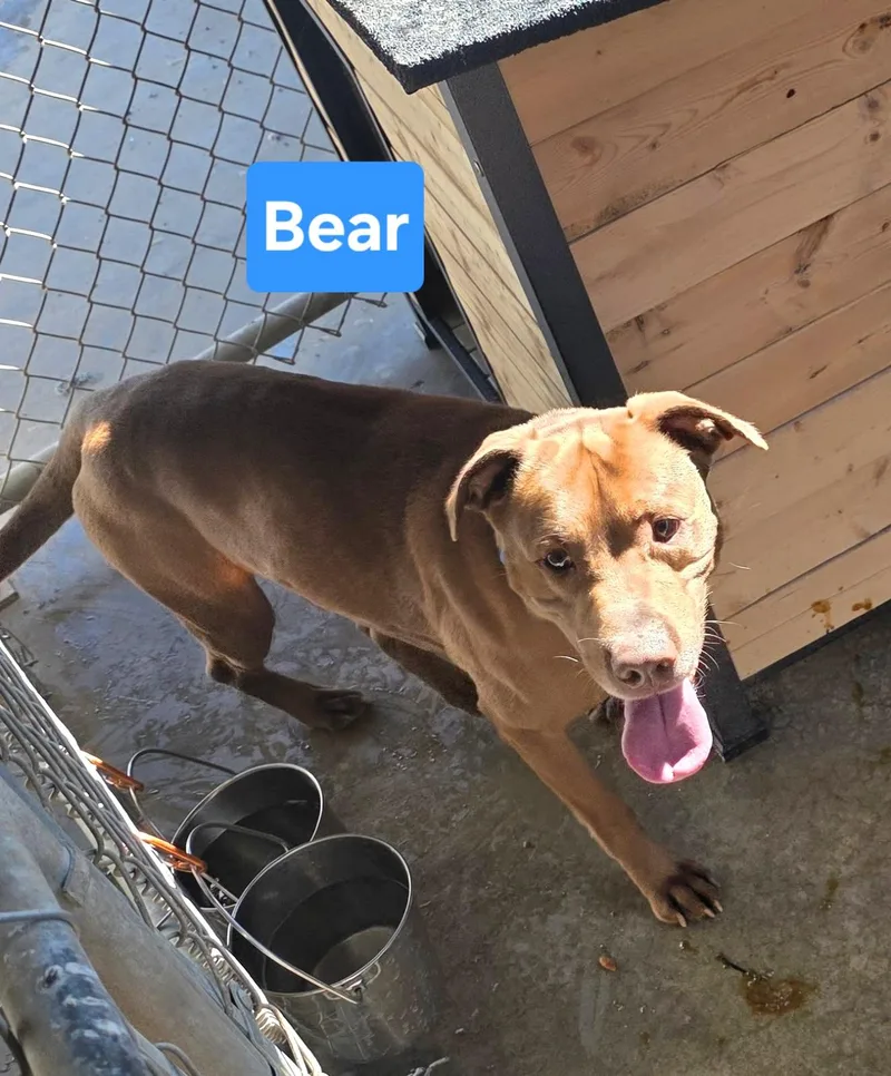 An adult medium-sized male Brown / Chocolate American Staffordshire Terrier dog named Bear for adoption in Clinton, MO