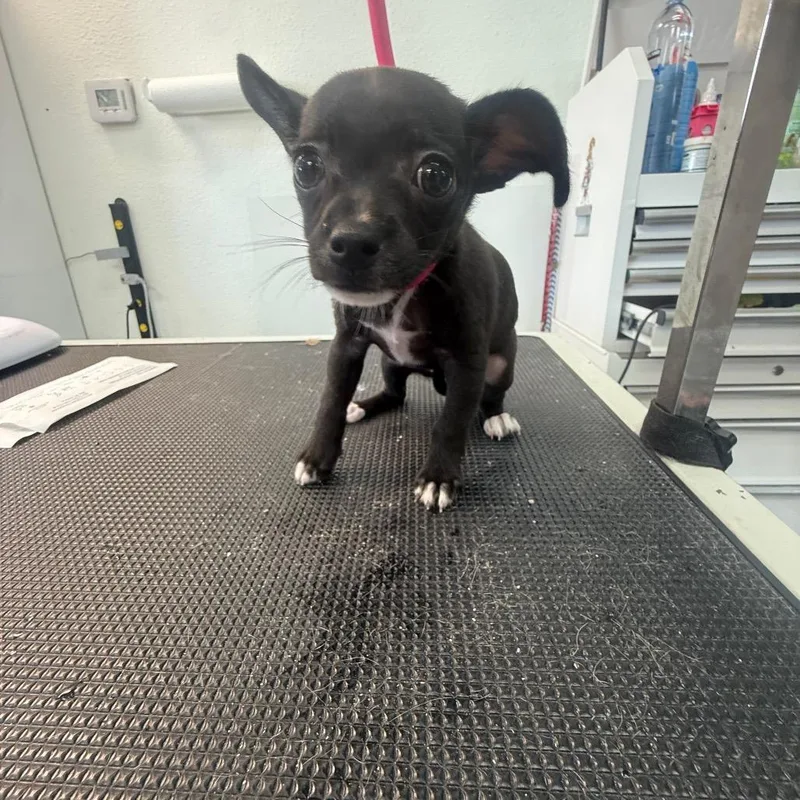 A baby small-sized female Black Chihuahua dog named Lucy for adoption in Phoenix, AZ