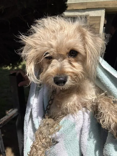 A young small-sized female Terrier dog named Libby for adoption in Long Beach, CA