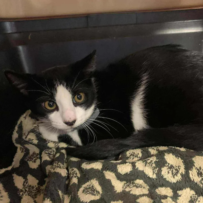 A young small-sized female Black Domestic Short Hair cat named Miss Double Stuff for adoption in Inwood, WV