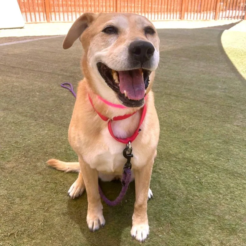 A senior medium-sized female Yellow / Tan / Blond / Fawn Yellow Labrador Retriever dog named Pancakes for adoption in Las Vegas, NV