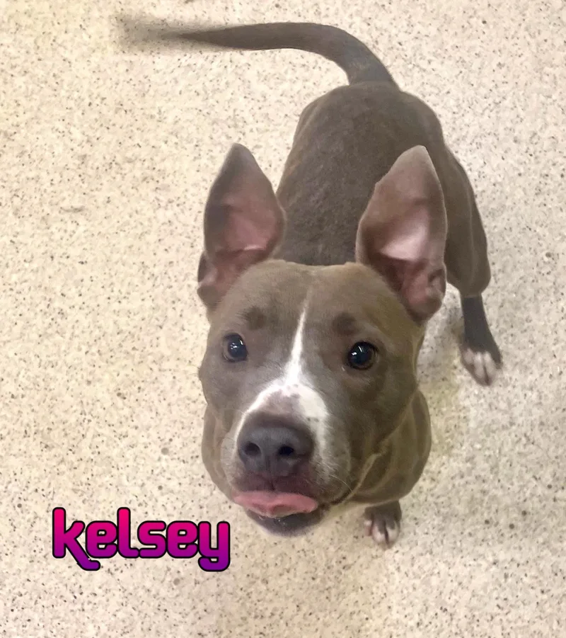 A young medium-sized female Terrier dog named Kelsey for adoption in Muncie, IN