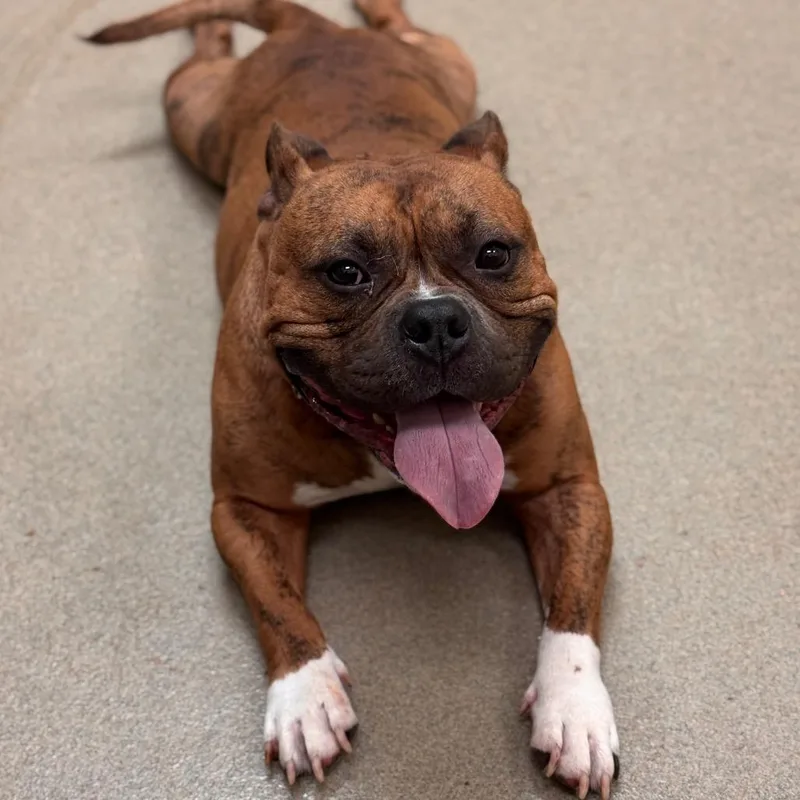 An adult large-sized male Brindle American Staffordshire Terrier dog named Dale for adoption in Lynchburg, VA