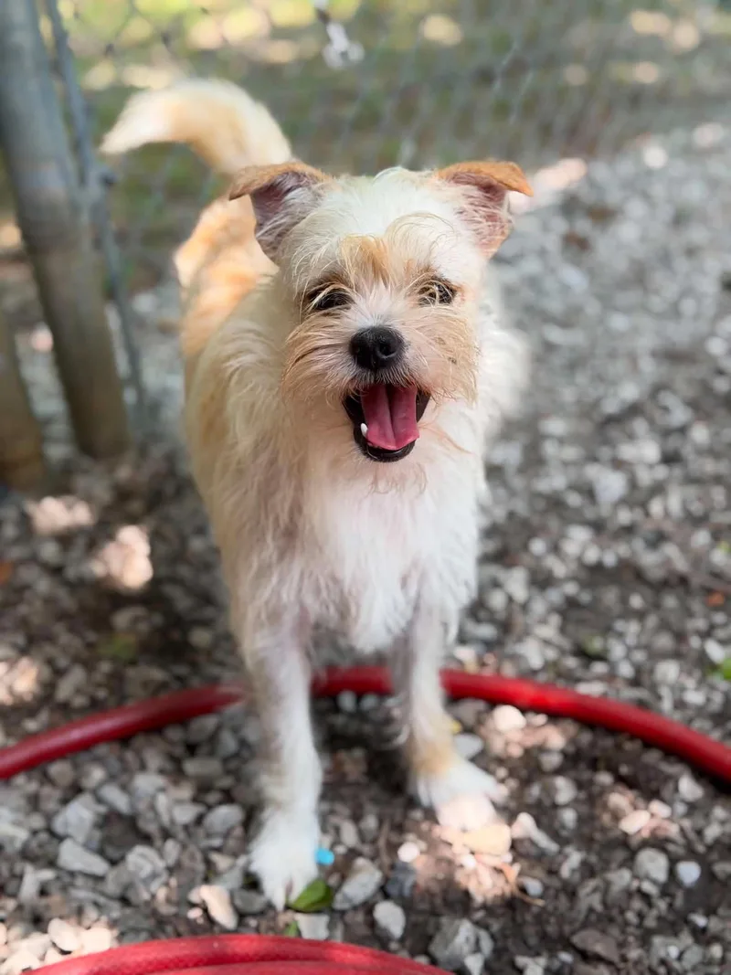 An adult small-sized male Yellow / Tan / Blond / Fawn Wirehaired Terrier dog named Jack for adoption in Atchison, KS