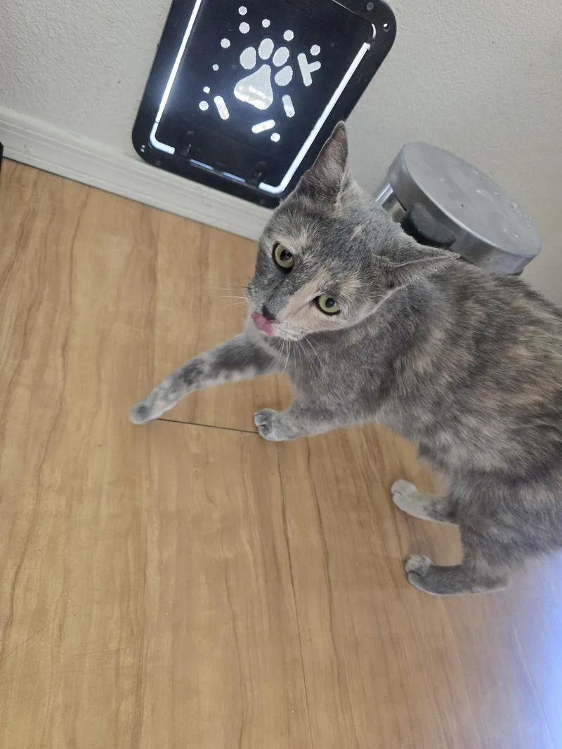 An adult large-sized female Dilute Tortoiseshell Domestic Short Hair cat named Daisy May for adoption in Globe, AZ