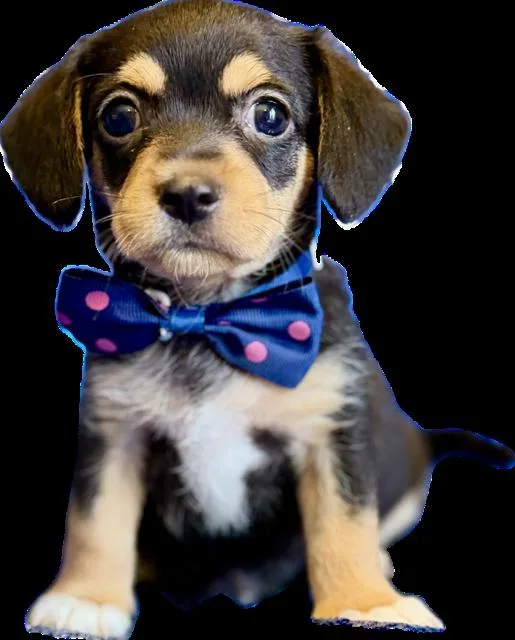 A baby small-sized male Bicolor Miniature Pinscher dog named Ganache for adoption in la habra, CA