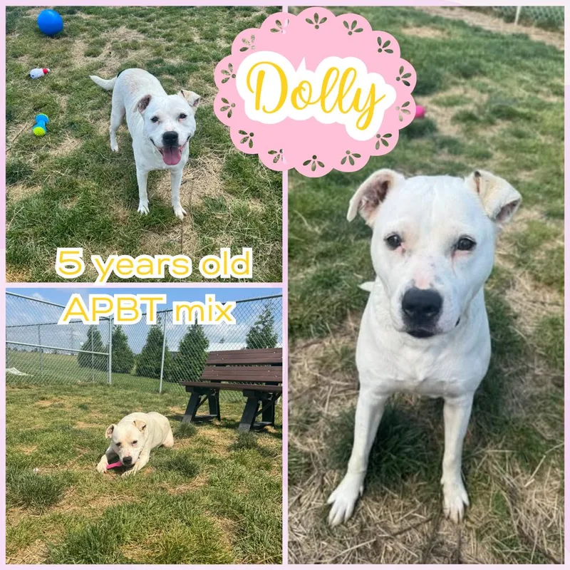 An adult medium-sized female White / Cream Pit Bull Terrier dog named Dolly for adoption in Franklin, IN