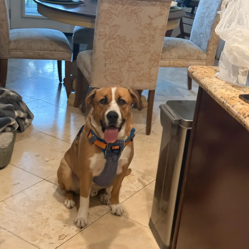 An adult large-sized male Mixed Breed dog named Charlie for adoption in Richmond, TX