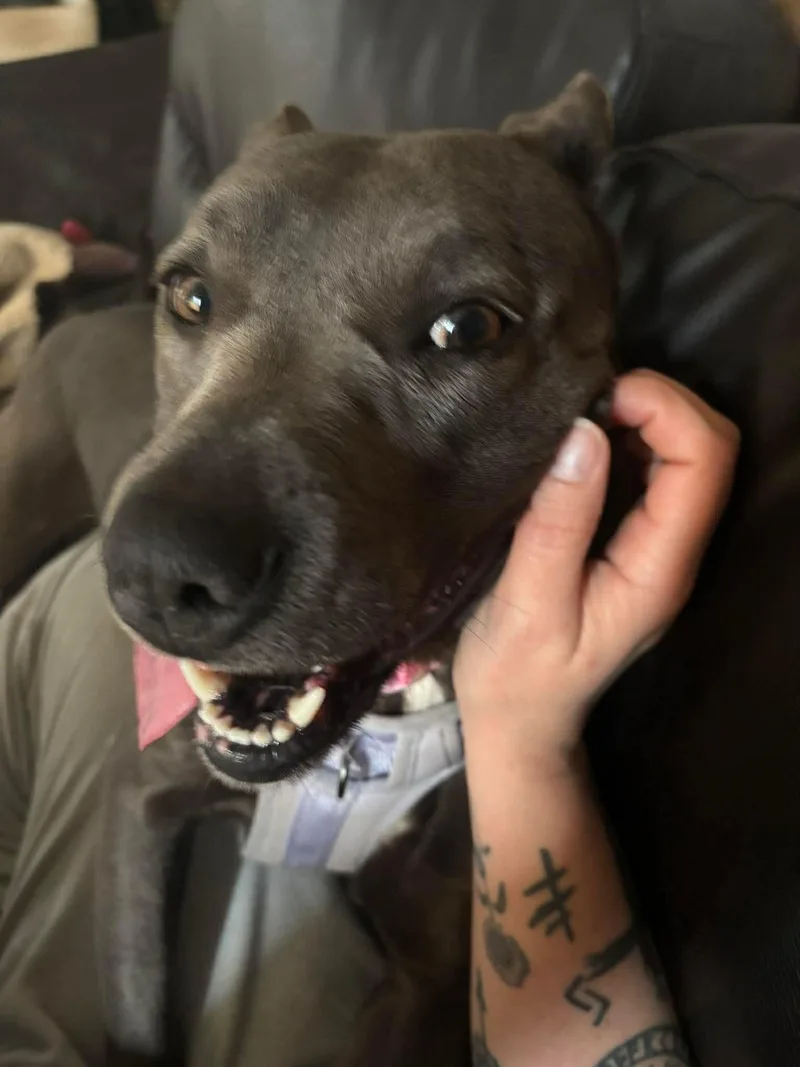An adult medium-sized female Gray / Blue / Silver American Staffordshire Terrier dog named Reese for adoption in Bar Nunn, WY