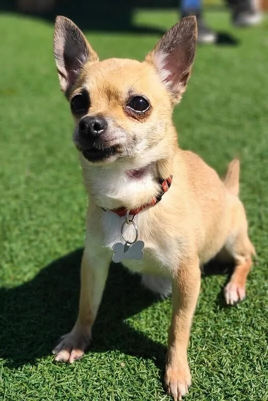 An adult small-sized female Yellow / Tan / Blond / Fawn Chihuahua dog named Evie for adoption in Fruit Heights, UT