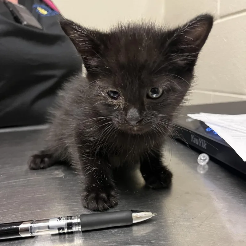 A baby small-sized male Black Domestic Short Hair cat named Phantom for adoption in Bristol, IN