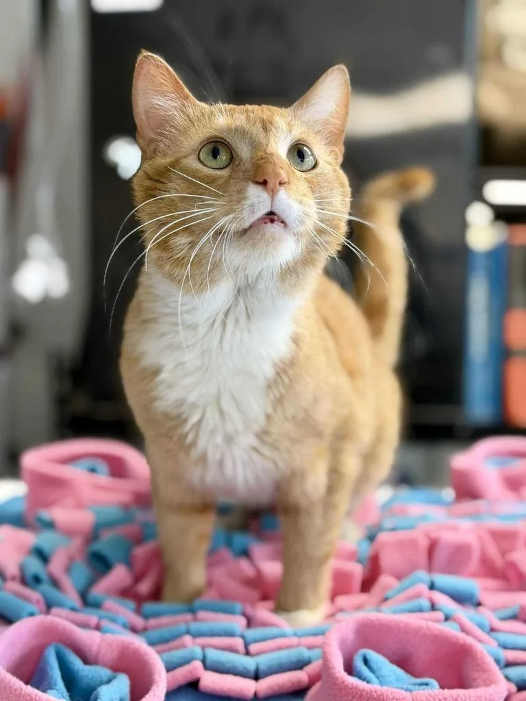 A young medium-sized male Domestic Short Hair cat named Scorpion for adoption in New Kensington, PA