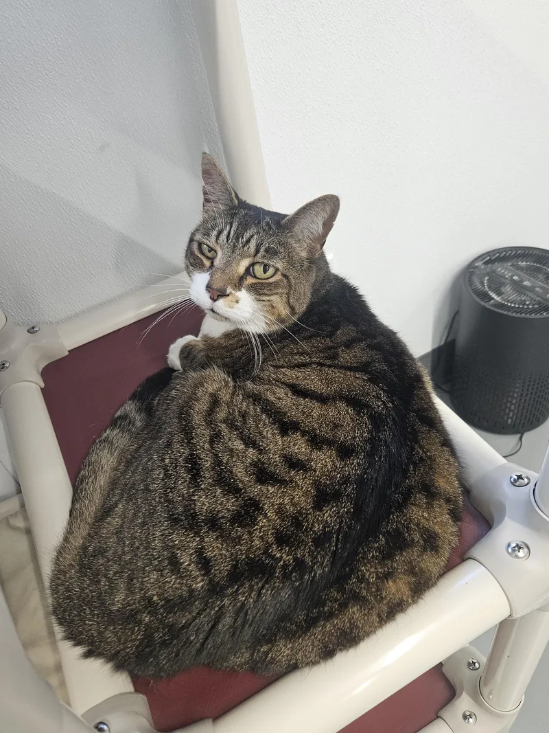 Mittens