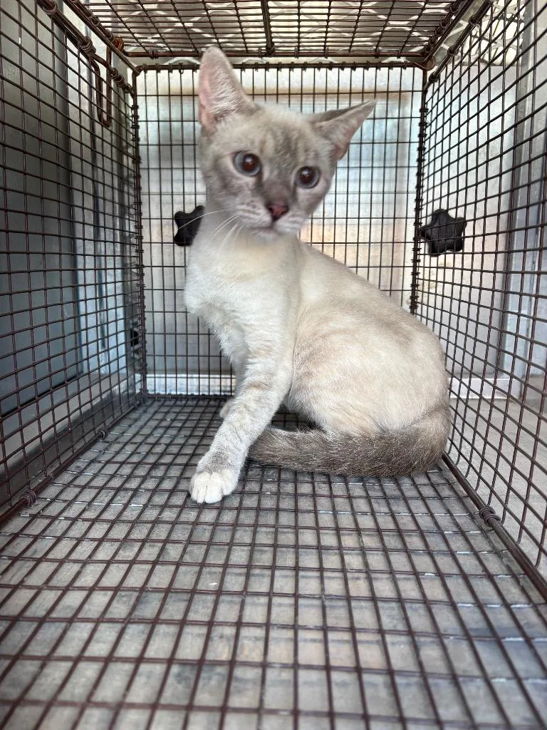 Iris