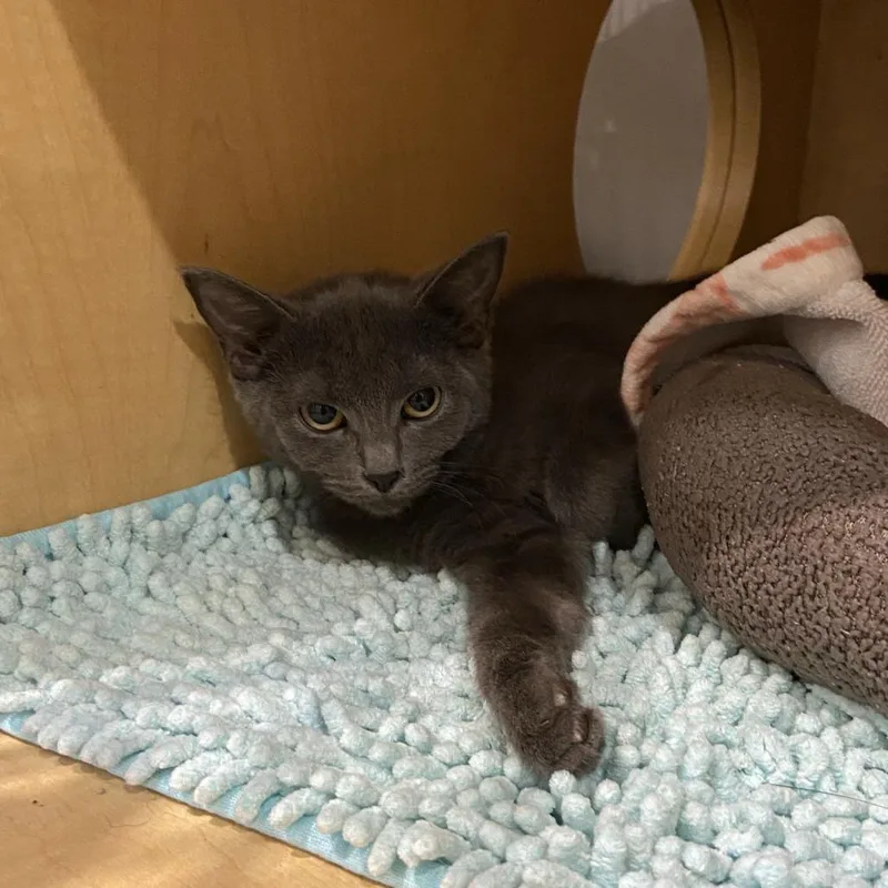 A young small-sized female Domestic Short Hair cat named Lab for adoption in Washington Township, OH