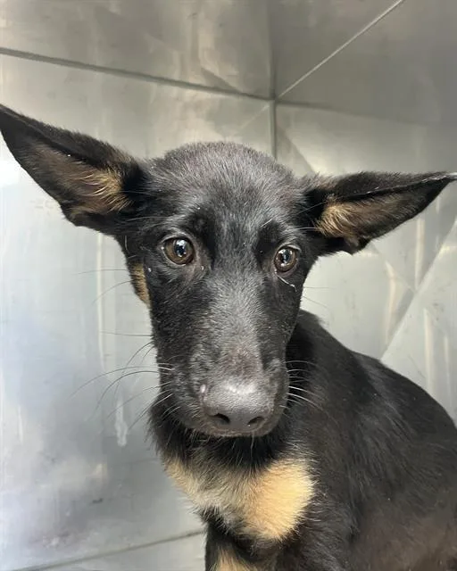 A baby medium-sized female Mixed Breed dog named Roxi for adoption in Dallas, TX