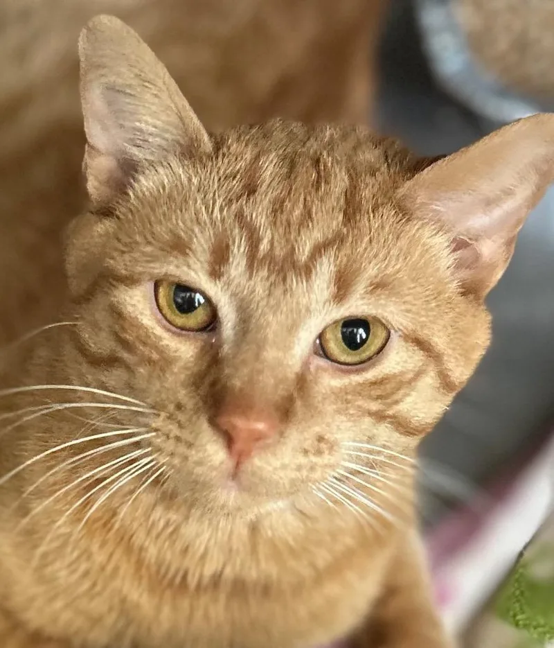 A young medium-sized male Domestic Short Hair cat named Sherman for adoption in Cumming, GA