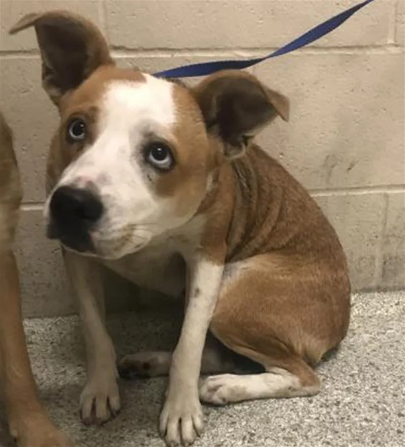 A young medium-sized female Border Collie dog named Gabby for adoption in Conroe, TX