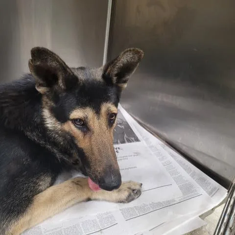 A young large-sized female German Shepherd Dog dog named Halibut for adoption in Los Angeles, CA