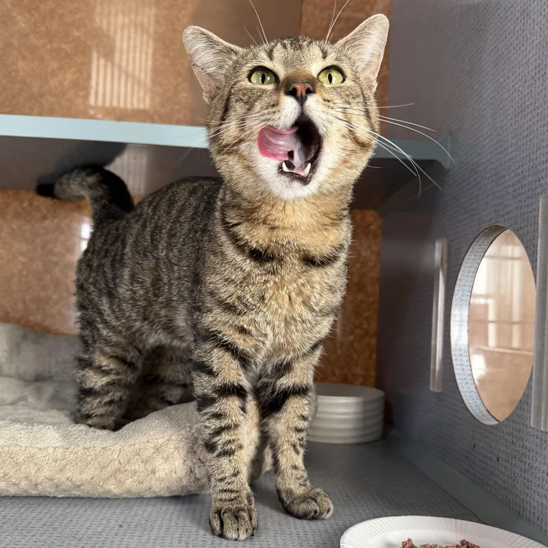 A young medium-sized male Tabby (Buff / Tan / Fawn) Domestic Short Hair cat named Calvin for adoption in West Milford, NJ