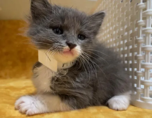 A young small-sized female Domestic Short Hair cat named Muffin for adoption in Riverside, CA