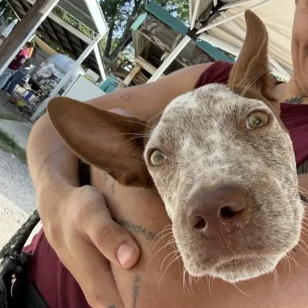 A young medium-sized male Mixed Breed dog named Pepperoni for adoption in Austin, TX