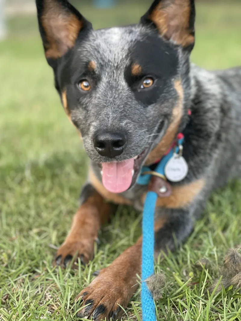 A young medium-sized male Gray / Blue / Silver Australian Cattle Dog / Blue Heeler dog named Pirate for adoption in Manassas, VA