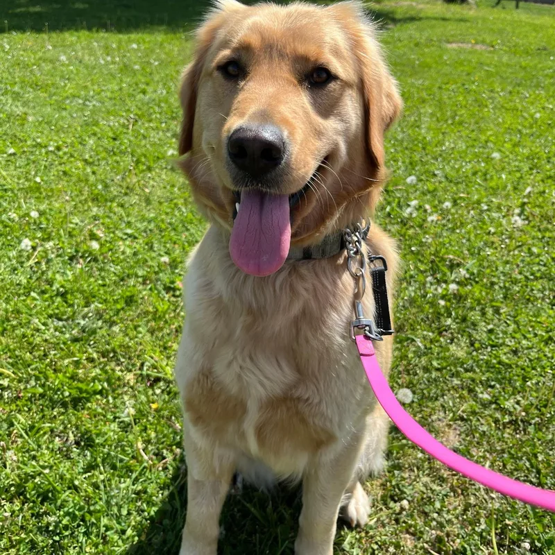 An adult large-sized female Apricot / Beige Golden Retriever dog named Chloe for adoption in Bellingham, WA