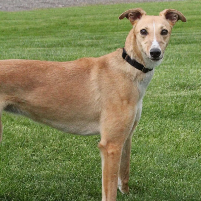 An adult large-sized female Greyhound dog named Diamond for adoption in Goshen, IN