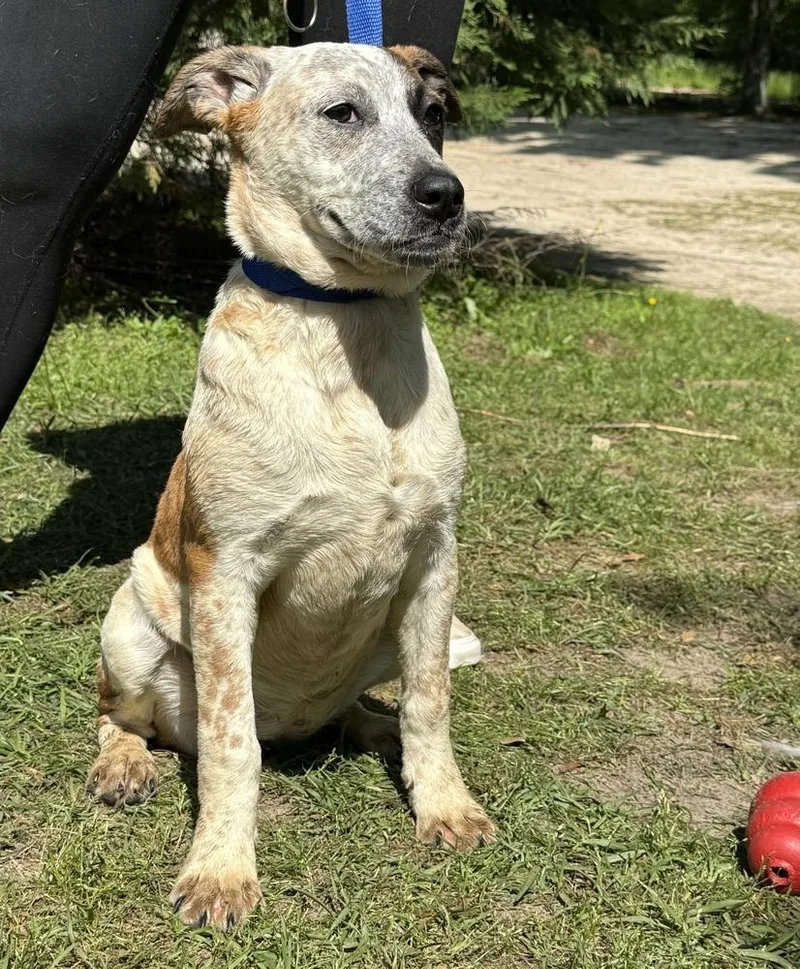 A baby medium-sized female Australian Cattle Dog / Blue Heeler dog named Triscuit for adoption in Troy, AL