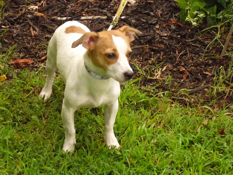 A baby small-sized male Red / Chestnut / Orange Jack Russell Terrier dog named Sutton for adoption in Humboldt, TN