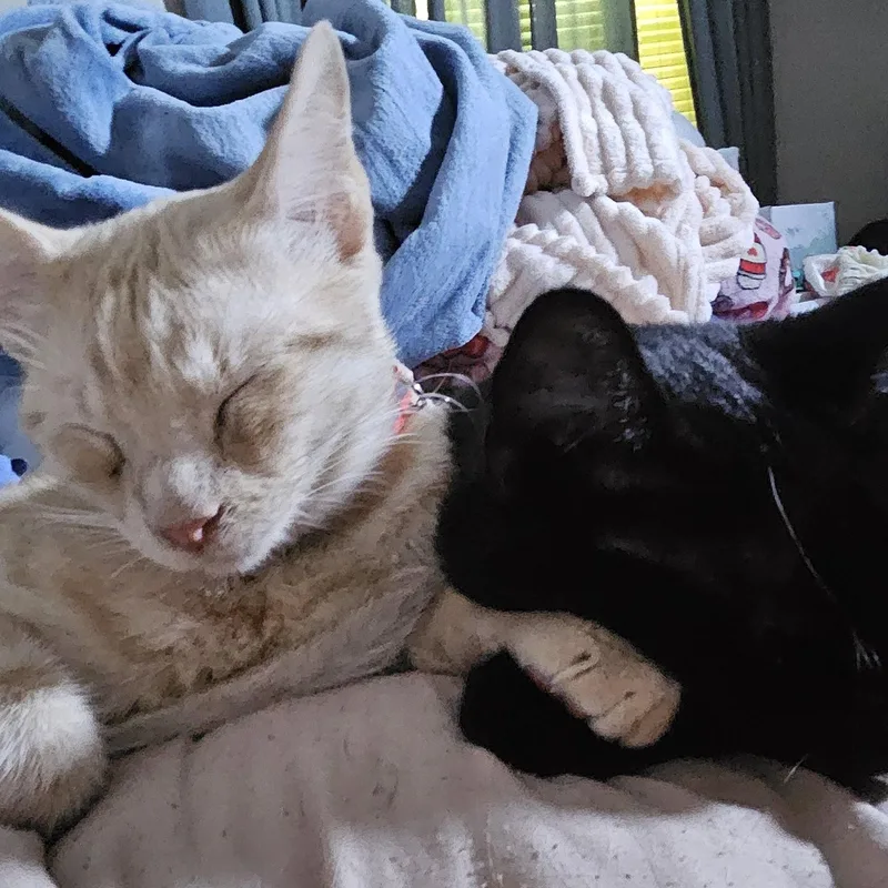 An adult medium-sized female Black Domestic Short Hair cat named Winona for adoption in Dallas, TX