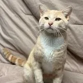 Bruno Paws thumbnail 2